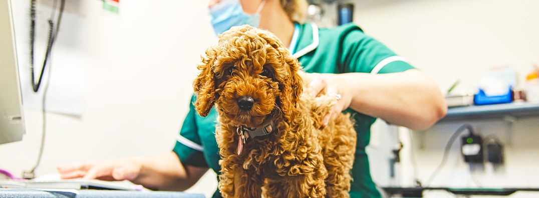 Infectious Canine Hepatitis Vaccine