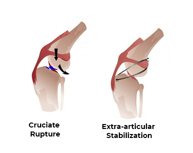 forest vets Extra articular Stabilization