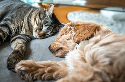 Lethargy in dogs and cats: Signs & causes to look out for!