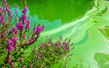 Algae