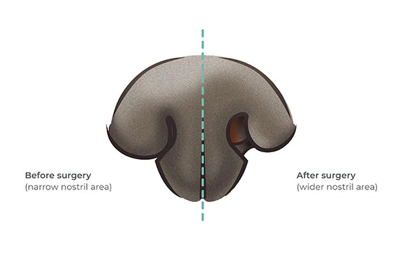 BOAS surgery dogs 1b