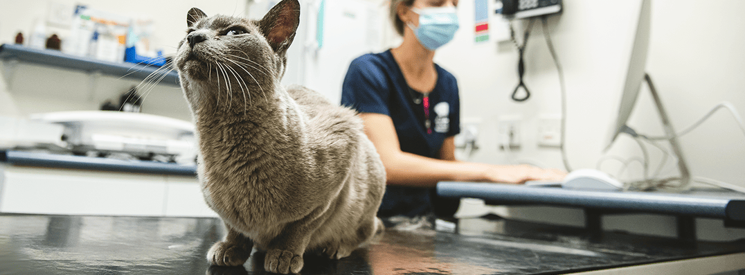 Radioiodine Treatment for cat by Forest Vets
