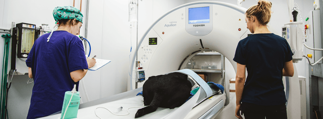 CT and MRI Referrals for Forest Vets