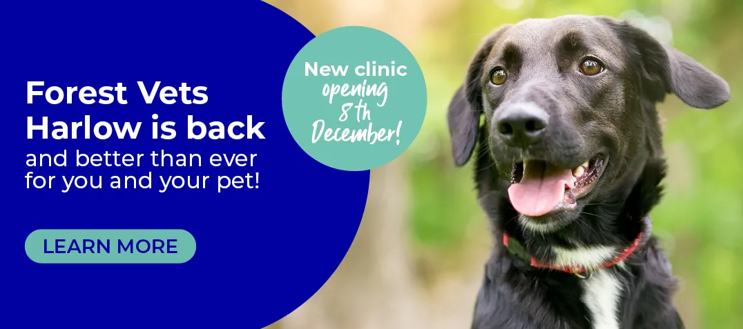 Forest Vets website sitemap