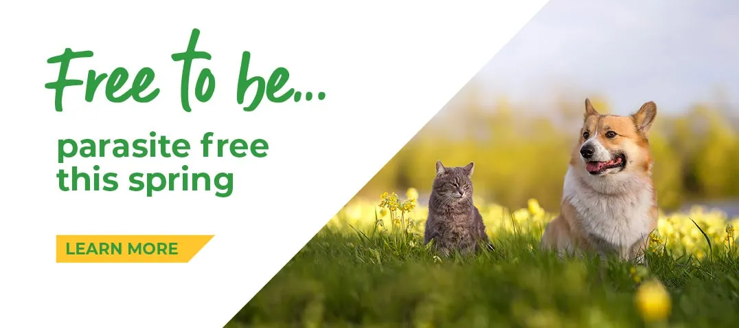 Forest Vets website sitemap