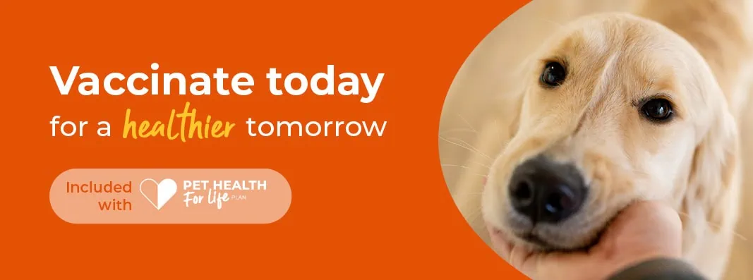 Canine Herpes