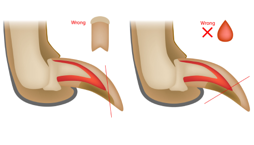 incorrect way to clip your pets paws