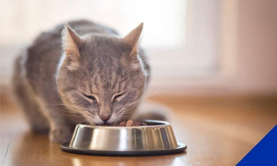 Nutritional advice for dogs and cats