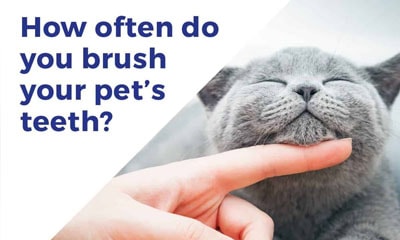 Tooth Brushing Guide for Small Animals